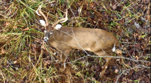 Deer found with drone