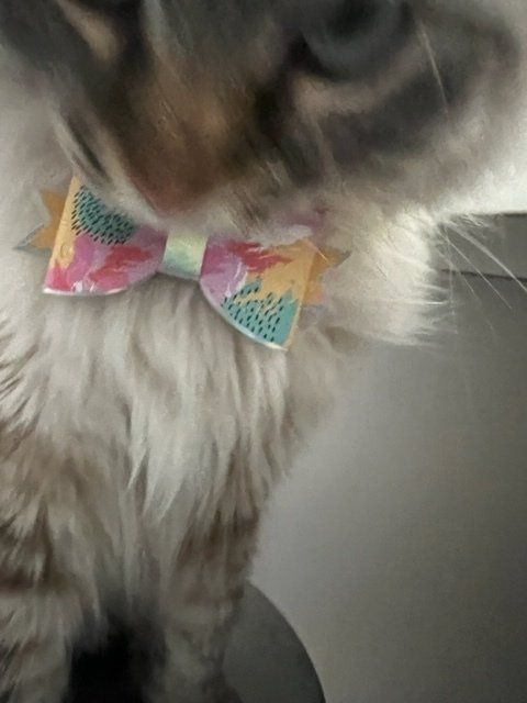 A close up of a cat wearing a bow tie
