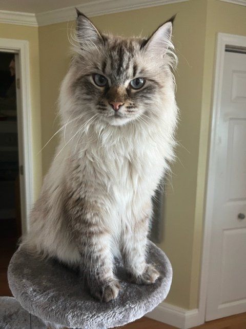 A fluffy cat is sitting on top of a cat tree
