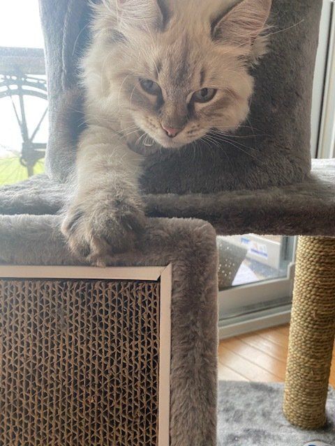 A kitten is sitting on top of a cat tree