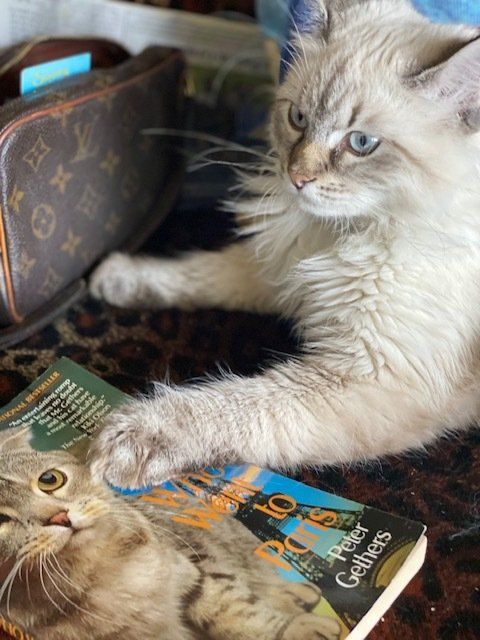 A cat is laying next to a book titled cats of the world