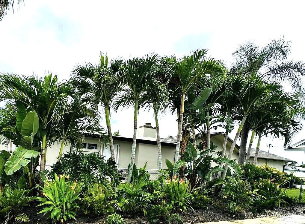 Palm trees and tropical plants in front of a light-colored house under a cloudy sky.