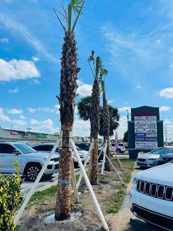 Palm trees secured with bracing next to parked cars on a sunny day. Strip mall sign is visible in the background.