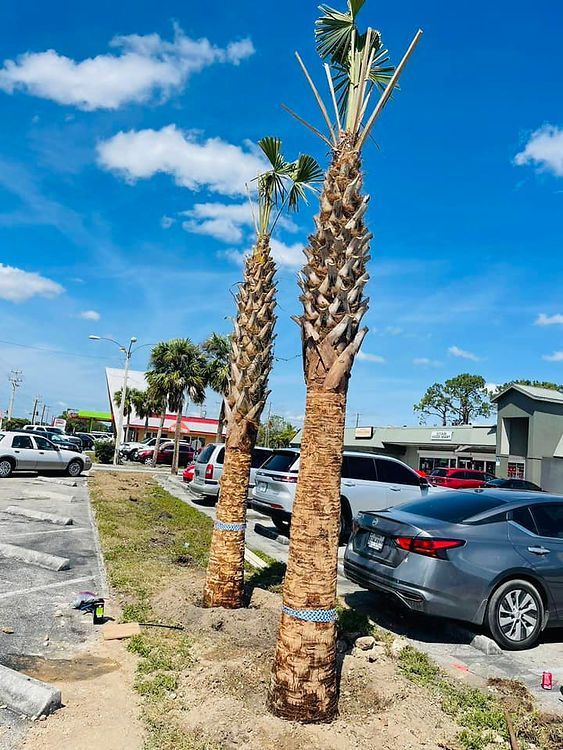 Two tall palm trees stand in a parking lot under a blue sky. Cars and buildings are visible in the background.