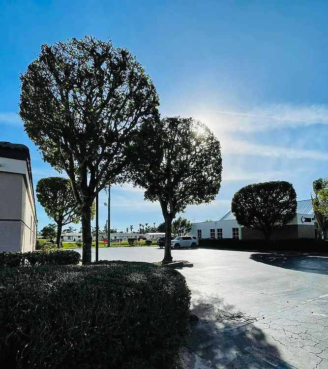 Sunlit parking lot with pruned trees casting shadows. Buildings in the background and a car parked near the middle.