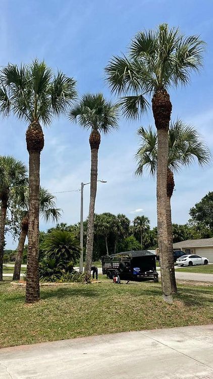Tall palm trees line a grassy area in front of a house, with a trailer and blue sky in the background.