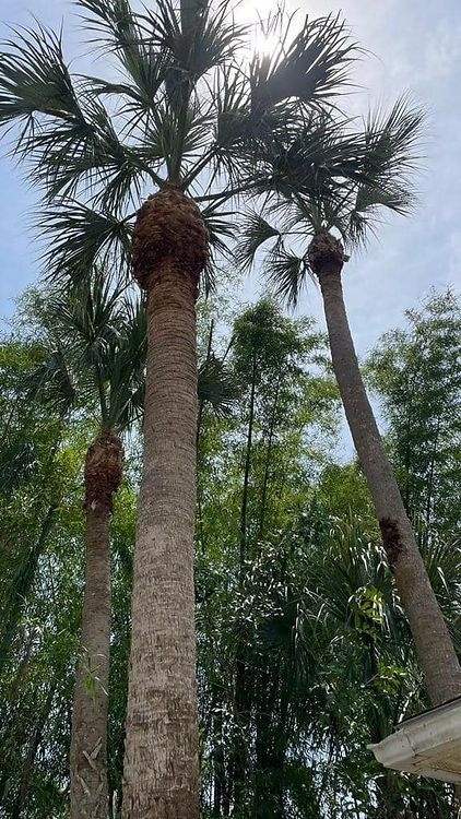 Tall palm trees with textured trunks and green fronds against a partly cloudy sky.