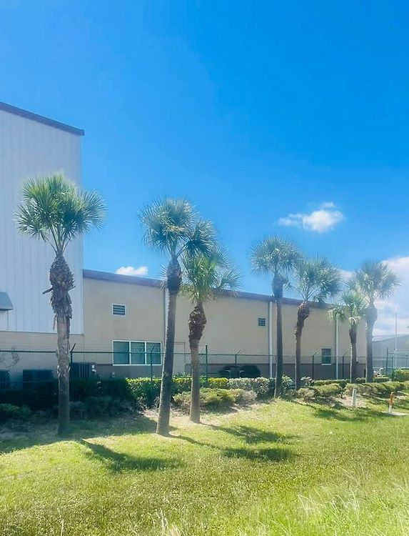 Row of palm trees in front of a light-colored building under a bright blue sky. Green grass is in the foreground.