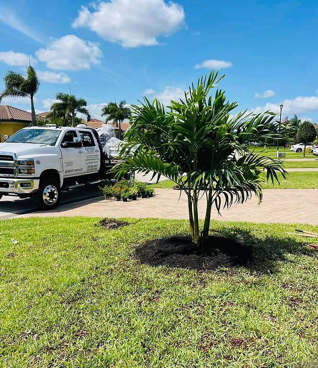A newly planted palm tree with dark mulch sits in a grassy yard. A white work truck is parked nearby on a paved driveway.