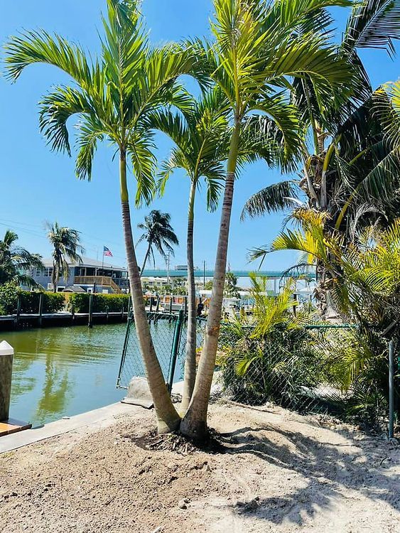 Three-trunk palm trees on the edge of a canal, near a dock with houses in the background under a blue sky.