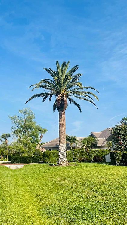 Tall palm tree stands in a grassy area against a blue sky. Houses and other greenery are in the background.