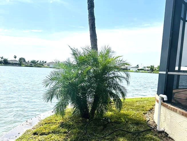 Palm tree on a grassy bank next to a lake, beside a house with a screened porch. Blue sky.