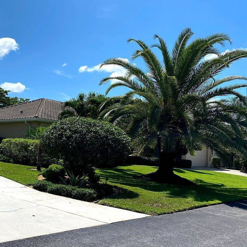 Palm tree and trimmed bushes in front of a beige house with a blue sky. Green grass and a paved driveway.