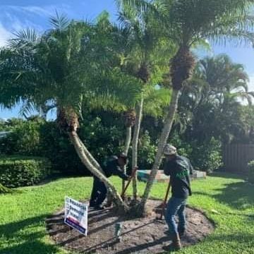 Two workers digging around the base of a group of palm trees on a sunny lawn.
