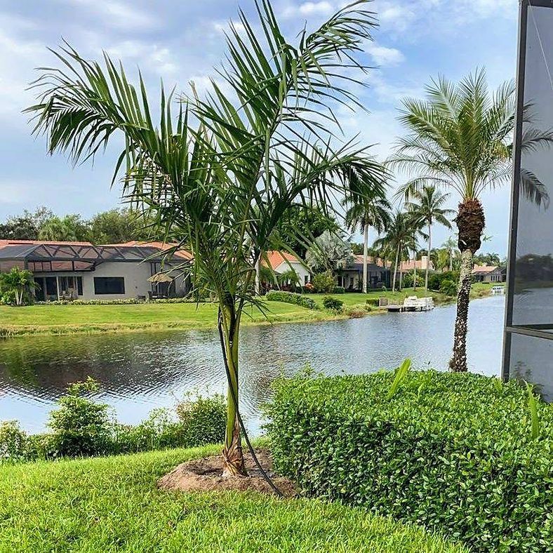 Palm trees and bushes line a grassy lakeside, with homes and a dock visible in the distance under a cloudy sky.
