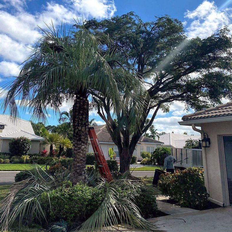 A palm tree and another tree in a yard, with a person trimming the trees on a sunny day with clouds.
