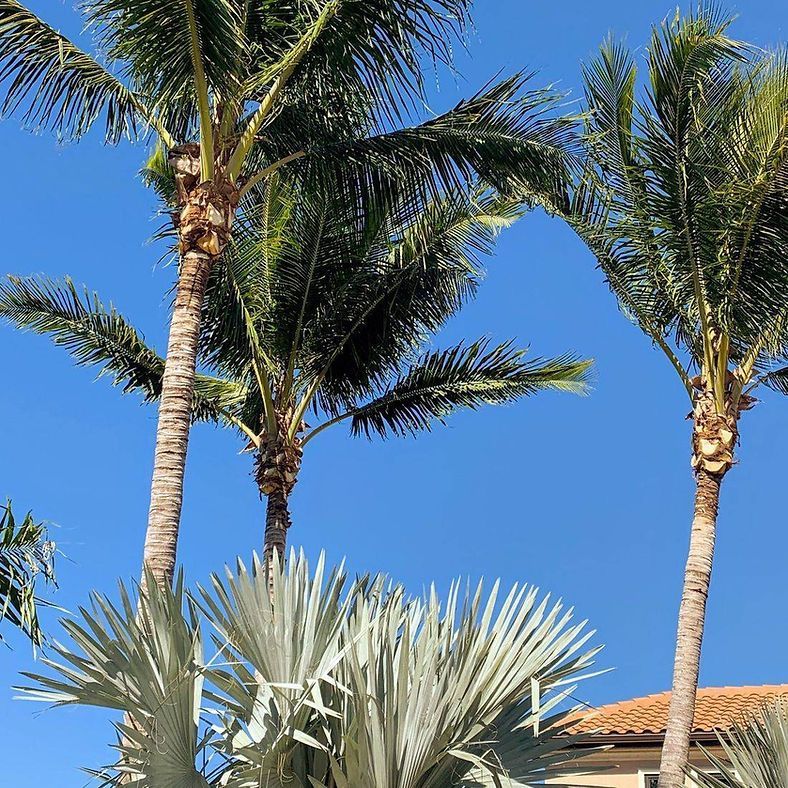 Palm trees with green fronds and silver-blue foliage against a clear blue sky.