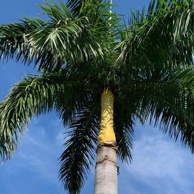 Palm tree with a light gray trunk and yellow crown against a blue sky.