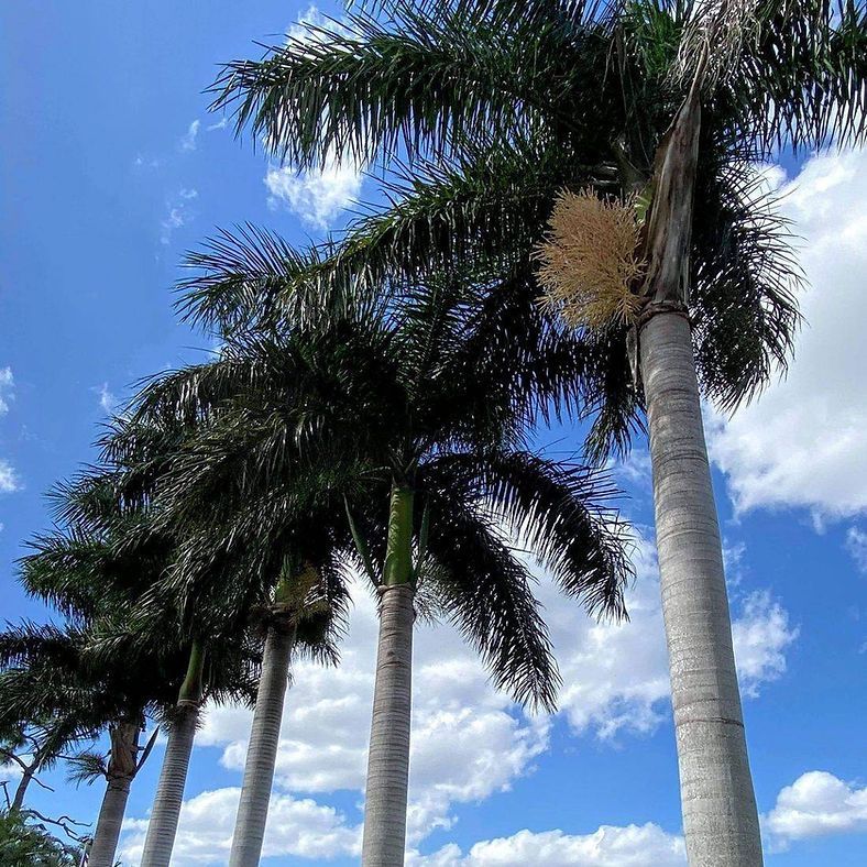 Tall palm trees against a blue sky with scattered white clouds. The trees have gray trunks and dark green fronds.