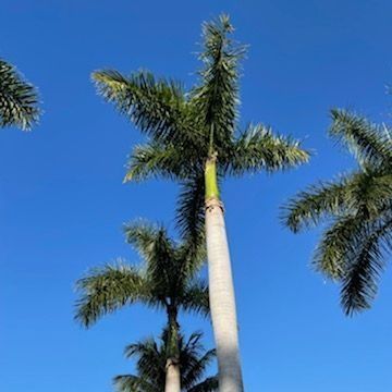 Palm trees against a bright blue sky. Tall trunks with green and gray fronds.