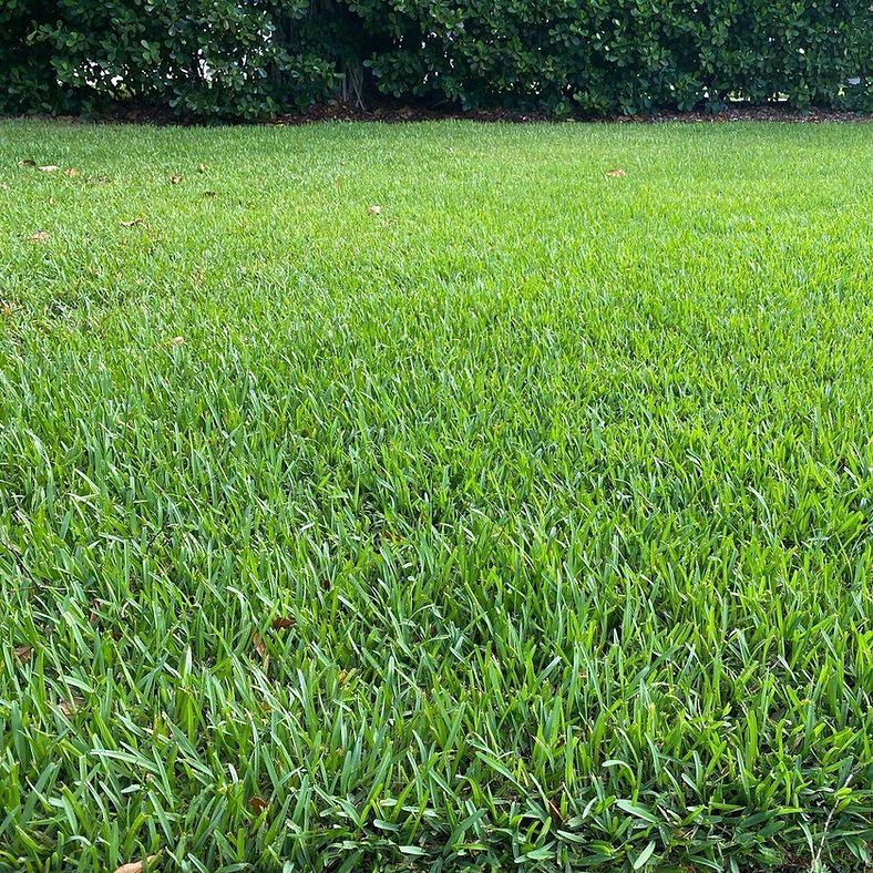 A lush green lawn with a hedge in the background.