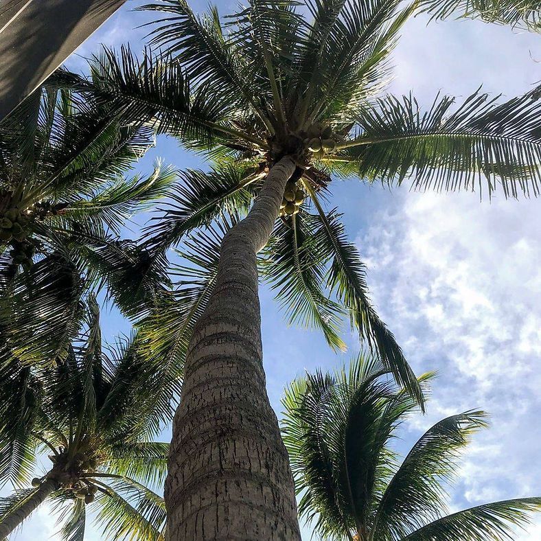 Palm trees against a blue sky with clouds. View from below, capturing the trunks and fronds.