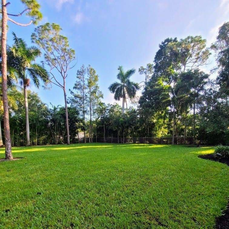 Green grassy lawn with tall trees and a clear blue sky in the background.