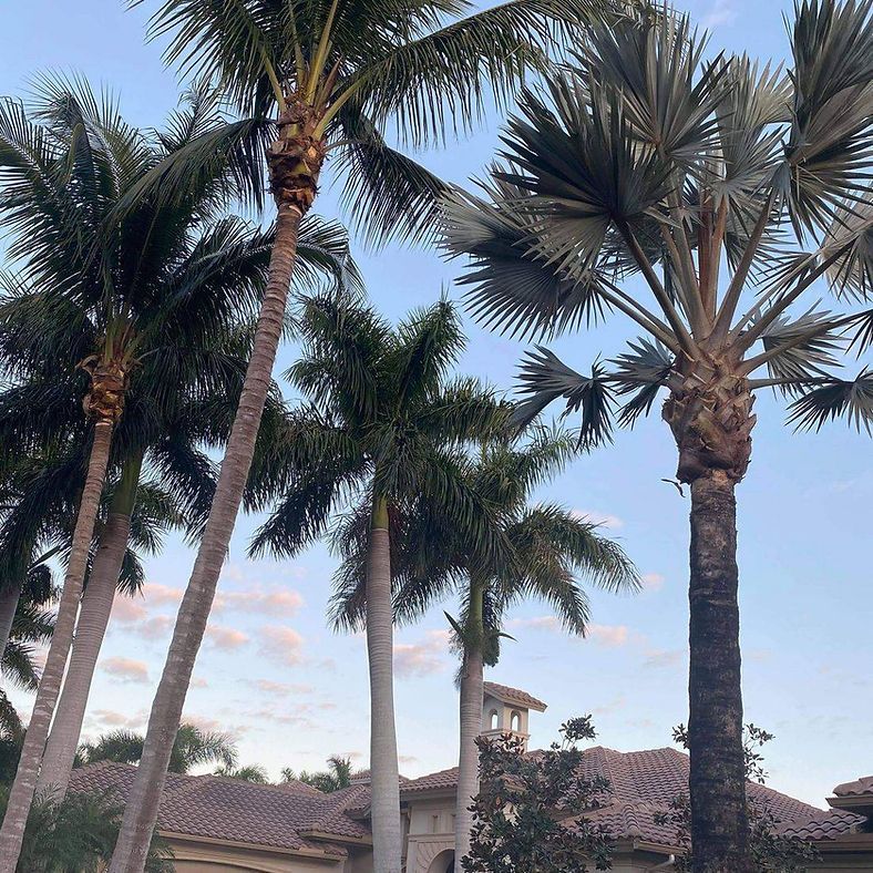 Palm trees frame a house with a brown tile roof under a blue sky.