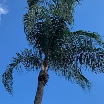 Palm tree with long green fronds against a bright blue sky with wisps of clouds.