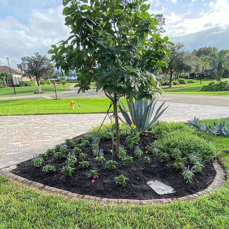 A landscaped garden bed with a young tree surrounded by colorful plants.