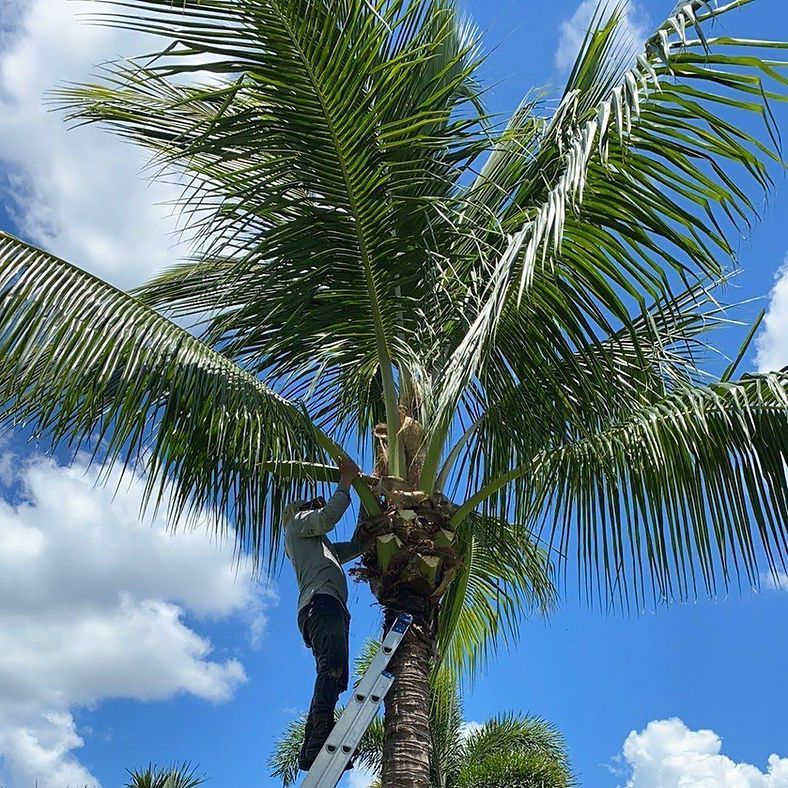 A person on a ladder trims a tall palm tree under a blue sky with fluffy white clouds.