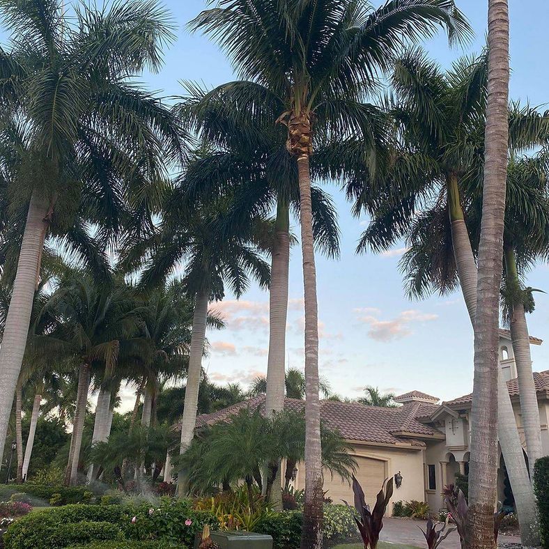 Palm trees and a house with a terracotta-tiled roof under a blue sky. Landscaping includes bushes and flowers.