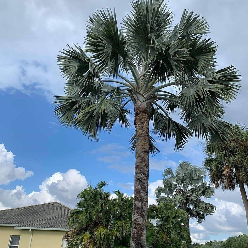 A tall, silver-blue Bismarck palm tree against a cloudy blue sky.