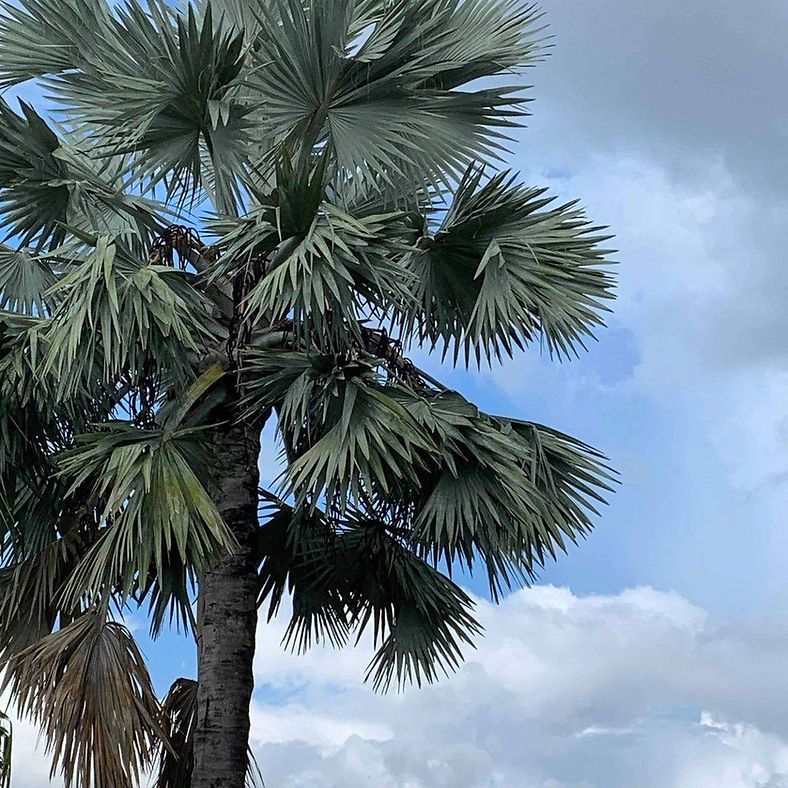 Blue-gray palm tree against a partly cloudy sky. The tree has large, fan-shaped leaves.