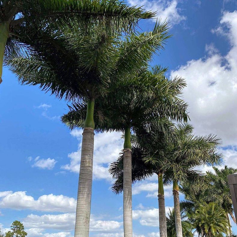 Tall palm trees with feathery green fronds against a blue sky with white clouds.
