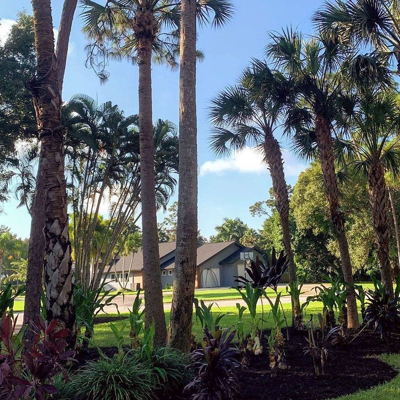 Palm trees frame a house with a dark roof and blue sky. Lush tropical plants are in the foreground.
