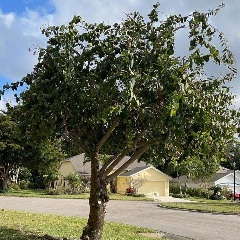 A small, leafy tree with a brown trunk stands in a grassy area next to a street and houses. The sky is blue with some clouds.