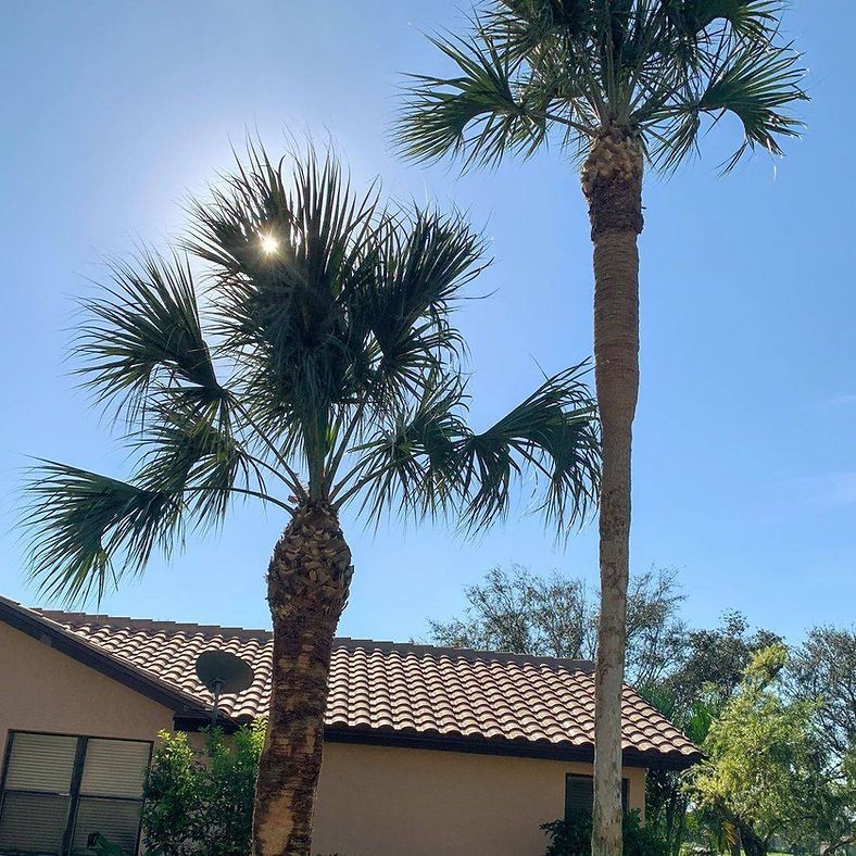 Two palm trees with the sun behind them against a blue sky.