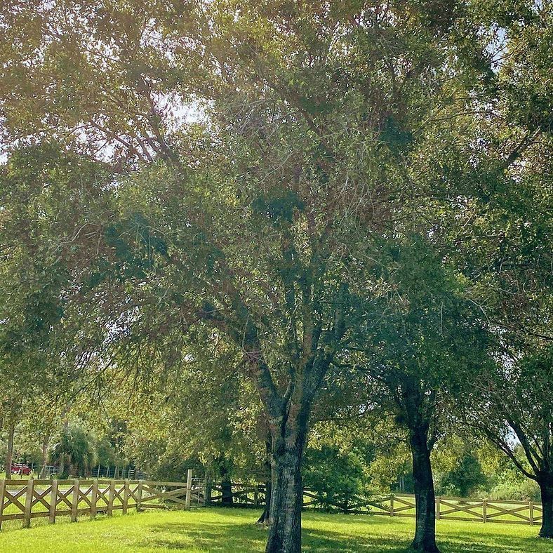 Lush green trees in a sunny grassy area, framed by a wooden fence.