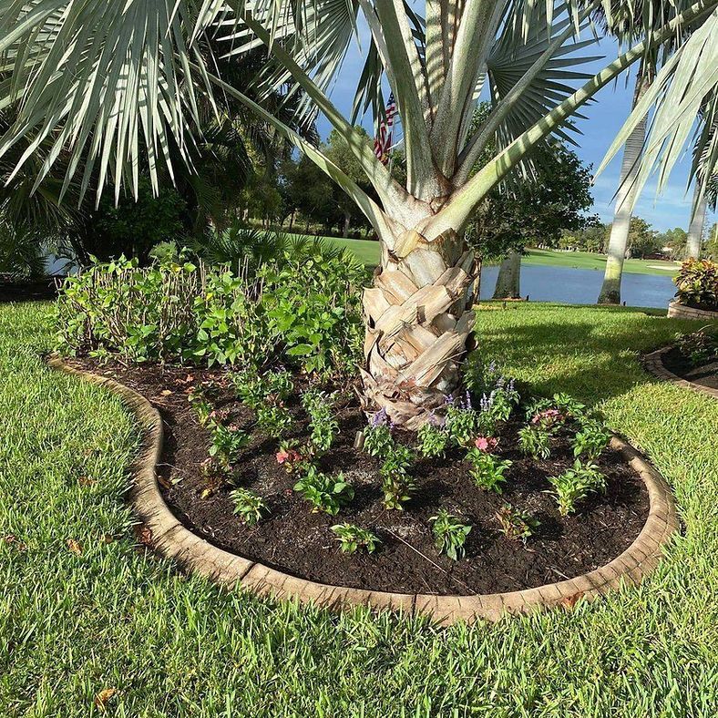 A landscaped bed circles a palm tree, filled with dark mulch and small green plants, bordered by a tan curb on a grassy lawn.