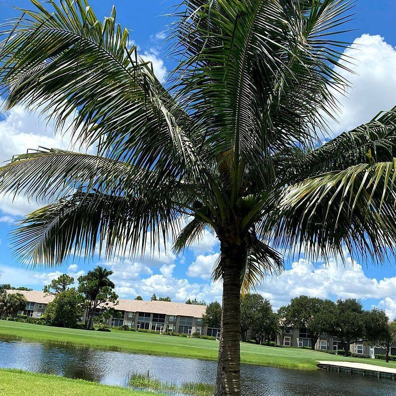 Palm tree near a lake with buildings in the background, set against a blue sky with clouds.