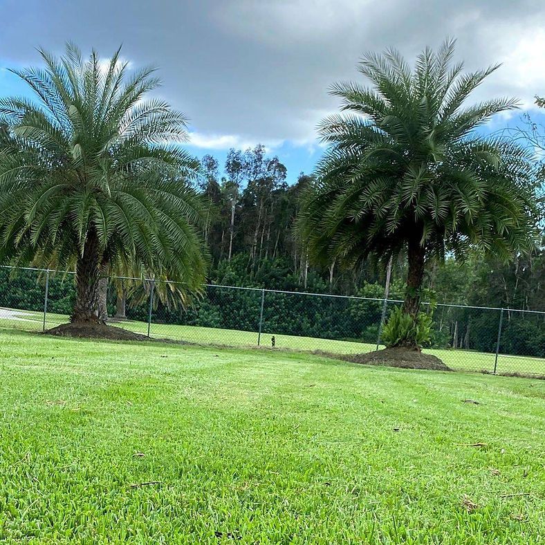 Two palm trees stand in a green grassy yard, a fence in the background, with a cloudy sky overhead.