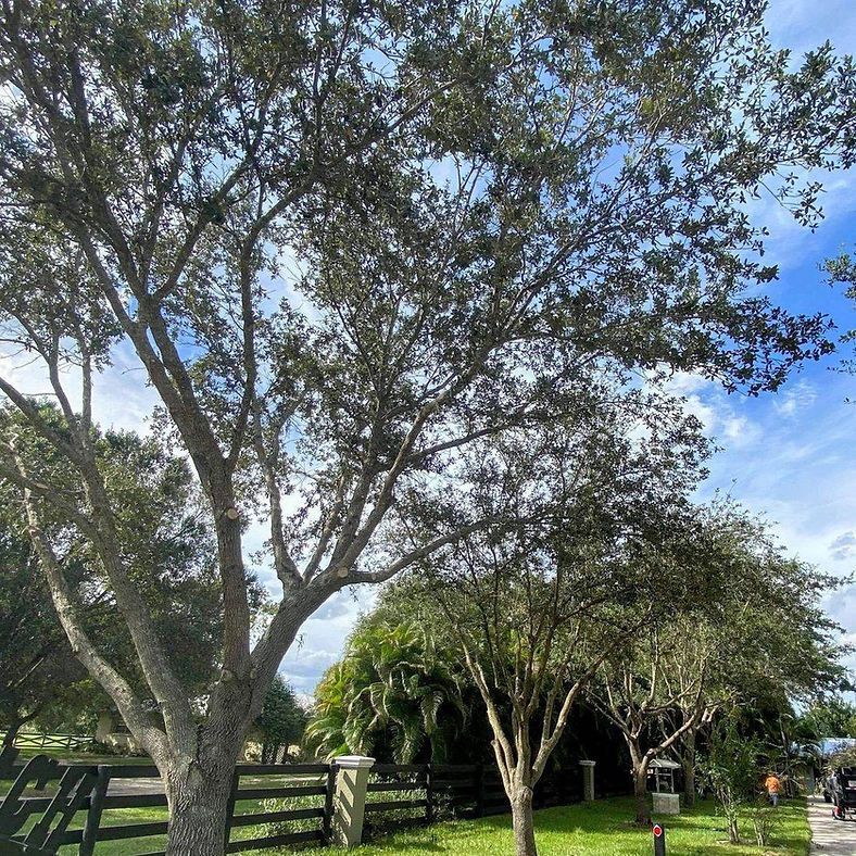 A large tree with gray bark and green leaves frames a view of a fence and house on a sunny day.