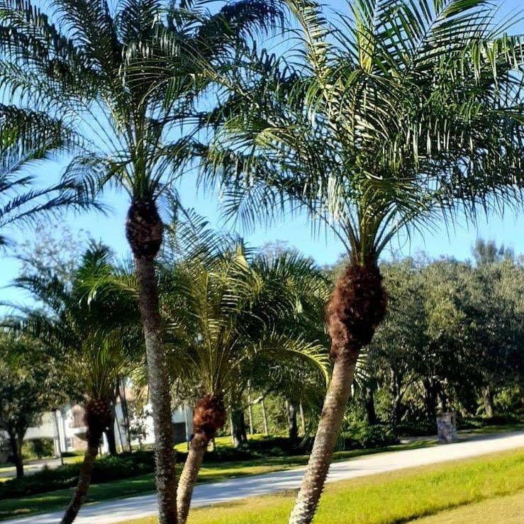 Several palm trees with green fronds and brown trunks stand against a clear blue sky, in a grassy area.