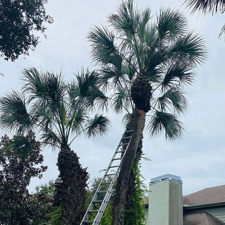 Two palm trees with a ladder leaned against one, a cloudy sky overhead.
