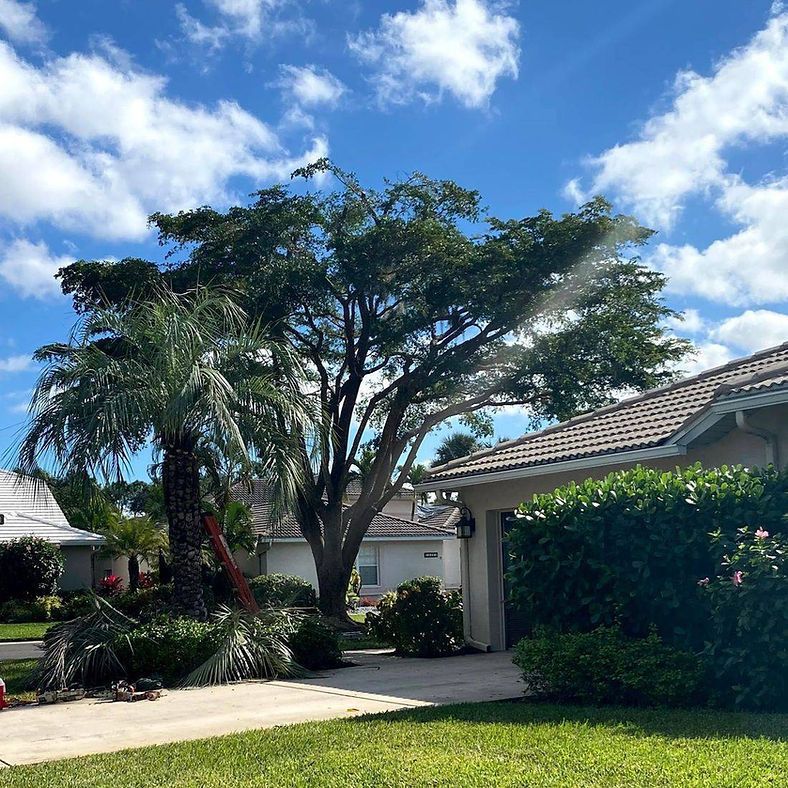 A large tree and a palm tree stand in front of a house with a blue sky in the background.