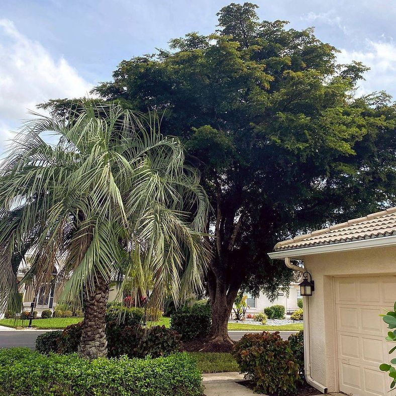 A palm tree and large leafy tree in front of a light-colored house on a sunny day.