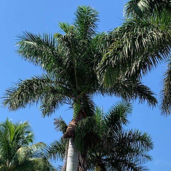 Tall palm trees with green fronds against a bright blue sky.