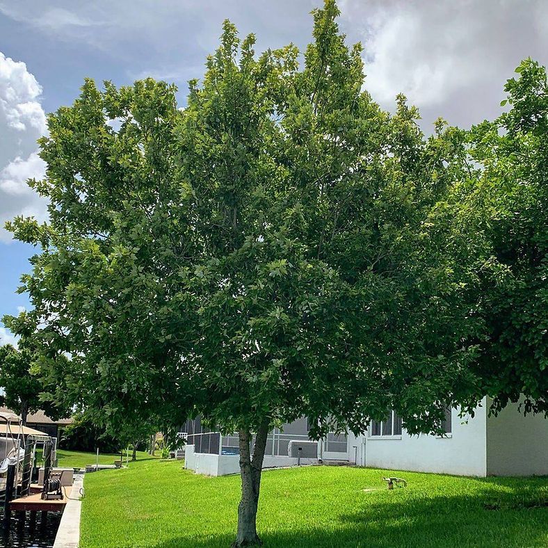 A large, leafy tree in a grassy yard next to a white house and waterfront dock.