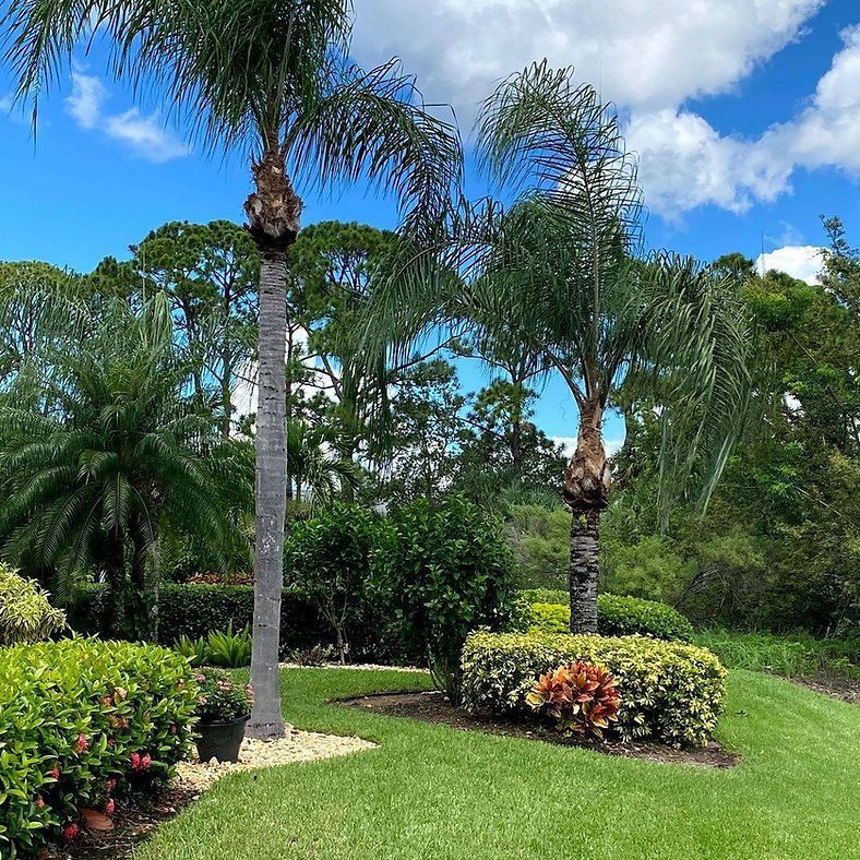 Lush green yard with palm trees, bushes, and grass under a blue sky with white clouds.